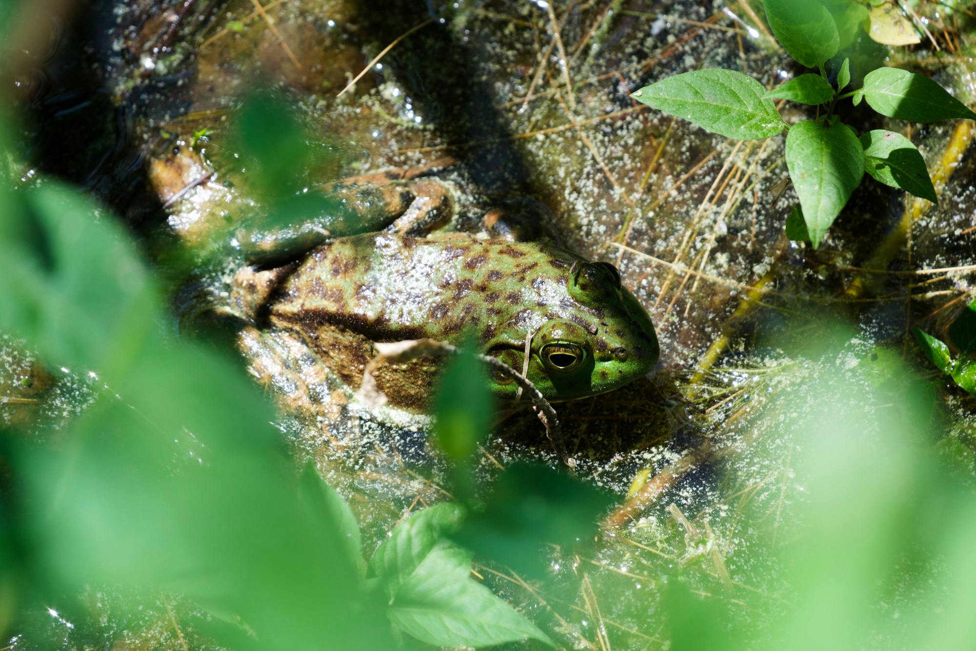 The Frogs of Old Dartmouth