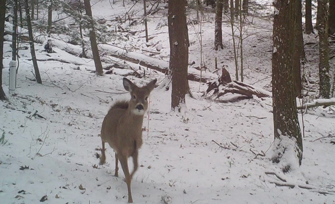 winterecology_deer.jpeg