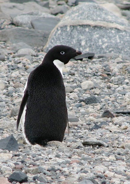 The library's new installation highlights Dartmouth's contributions to arctic exploration. The exhibit will remain open through the end of January.