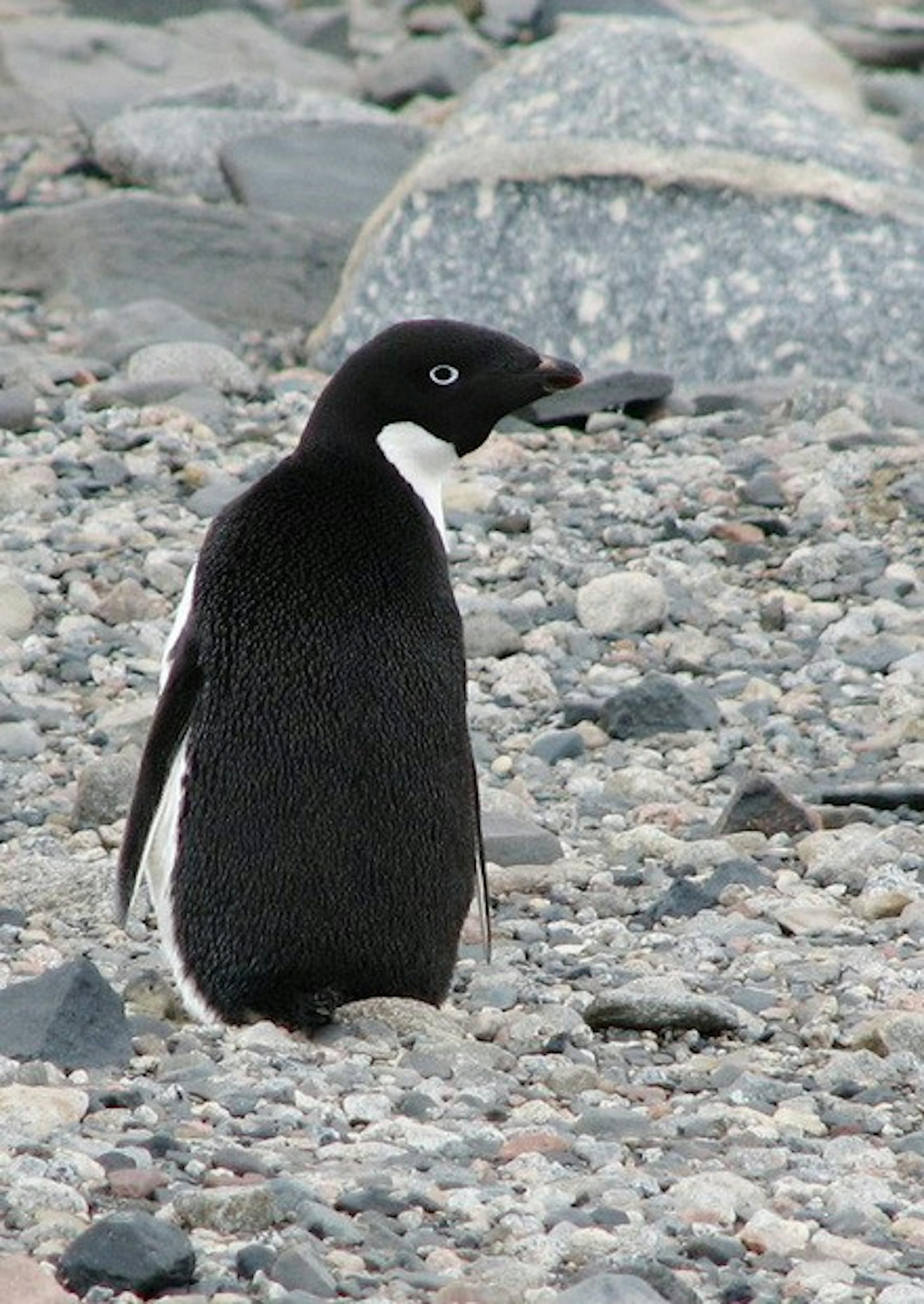 The library's new installation highlights Dartmouth's contributions to arctic exploration. The exhibit will remain open through the end of January.