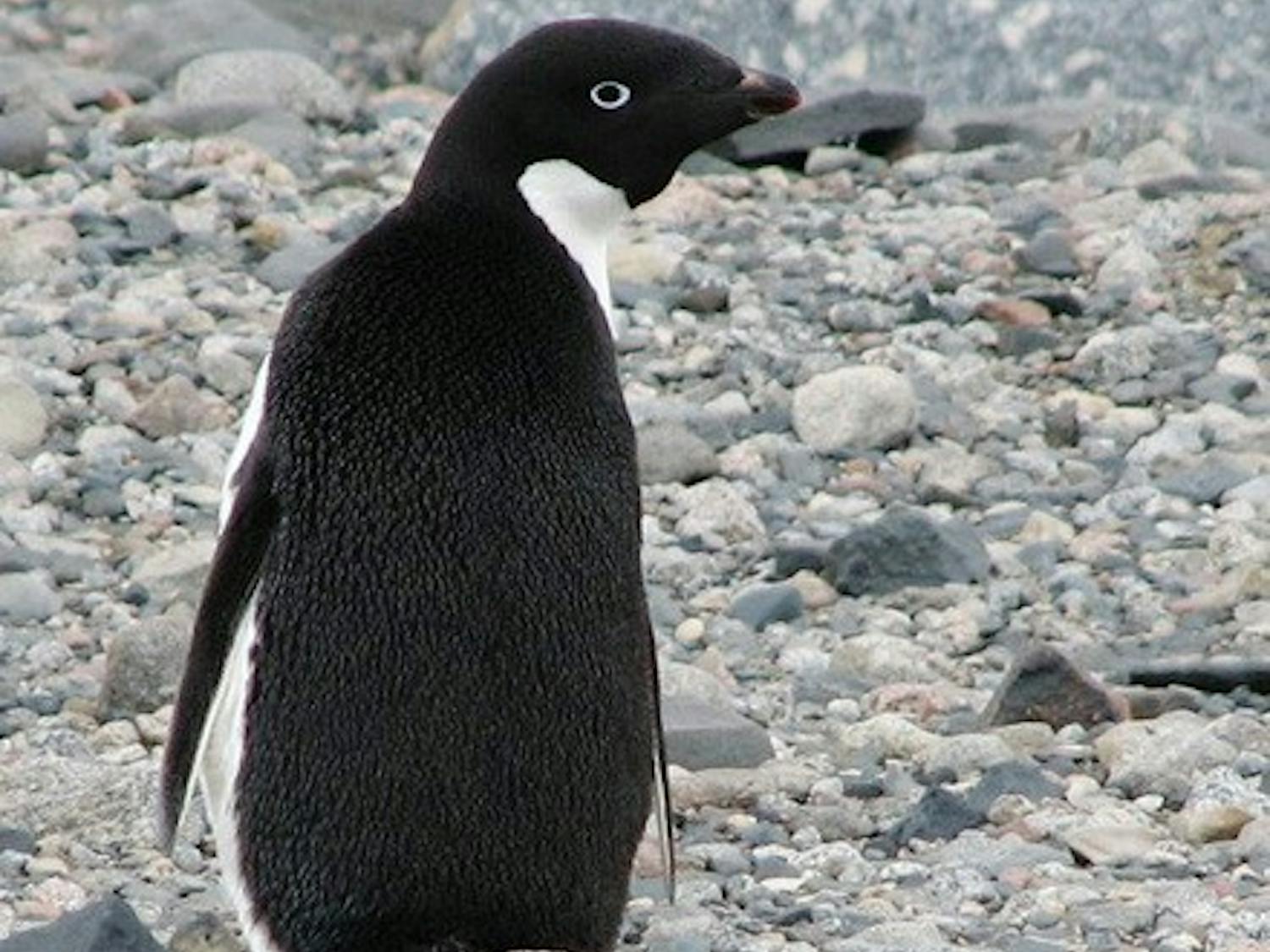 The library's new installation highlights Dartmouth's contributions to arctic exploration. The exhibit will remain open through the end of January.