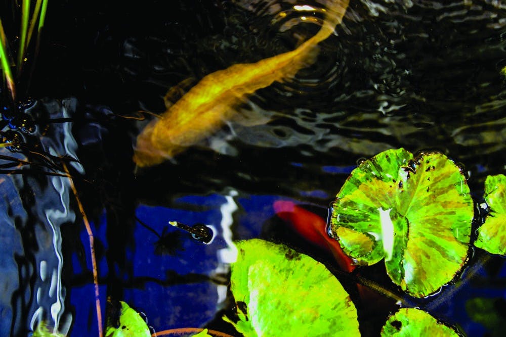 Photo Essay: Ray of Sunshine