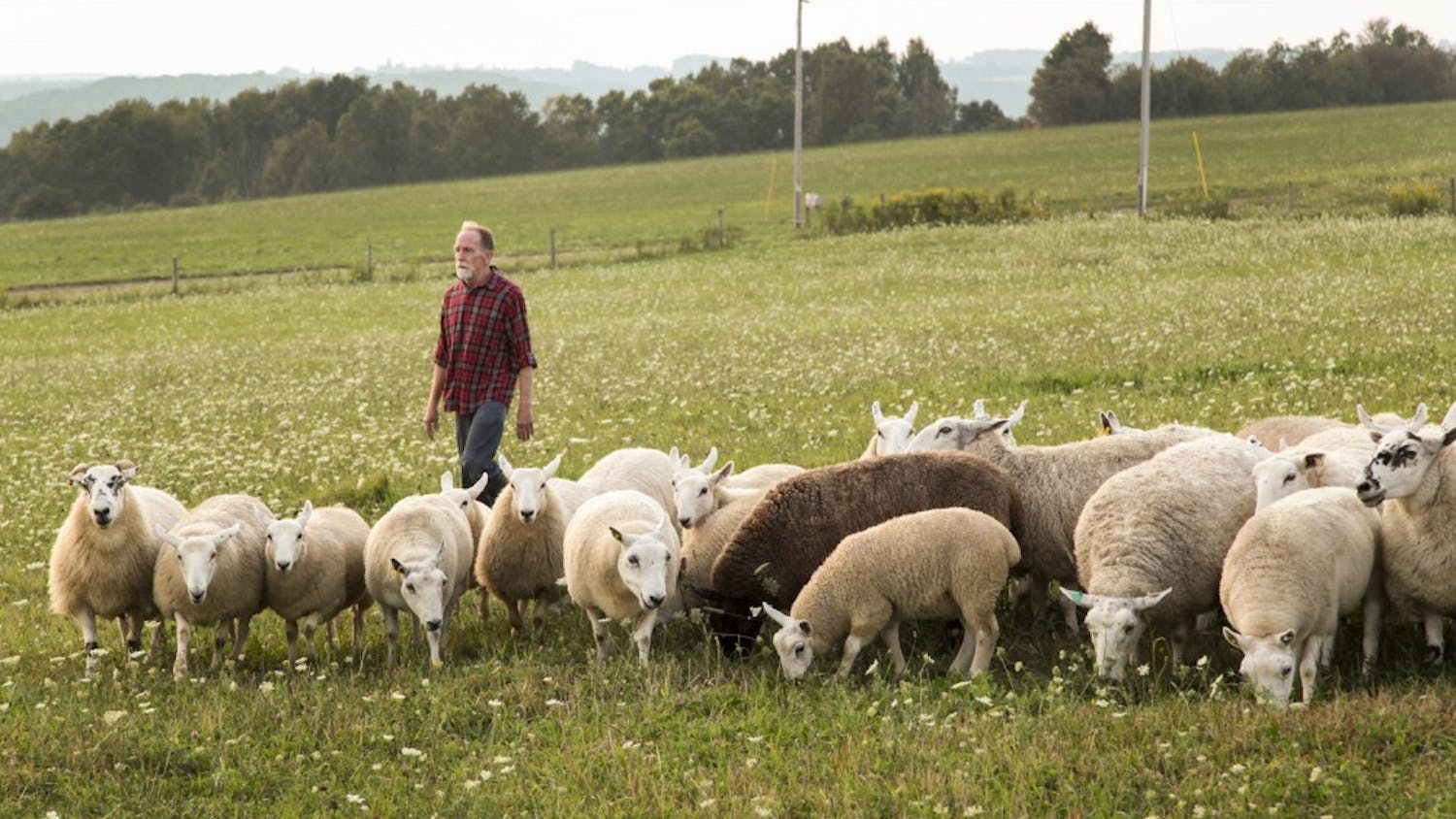 Peter Schmitz, one of the performers in “Doggie Hamlet,” with Diane Cox’s flock of sheep. Steve Wetmore’s sheep were used in the “Doggie Hamlet” performance.