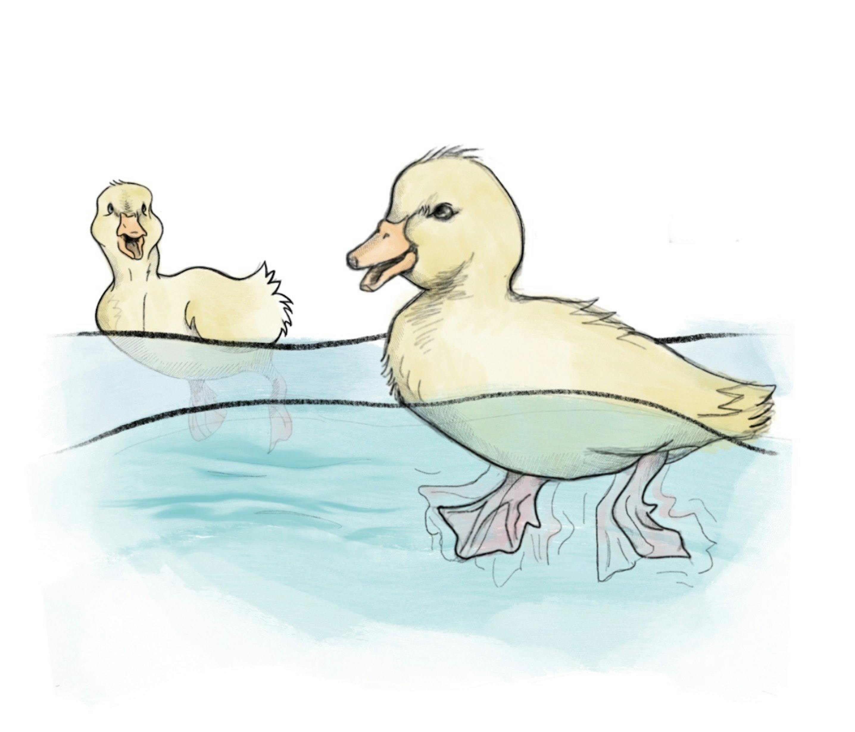 zoe-ducks-rgb