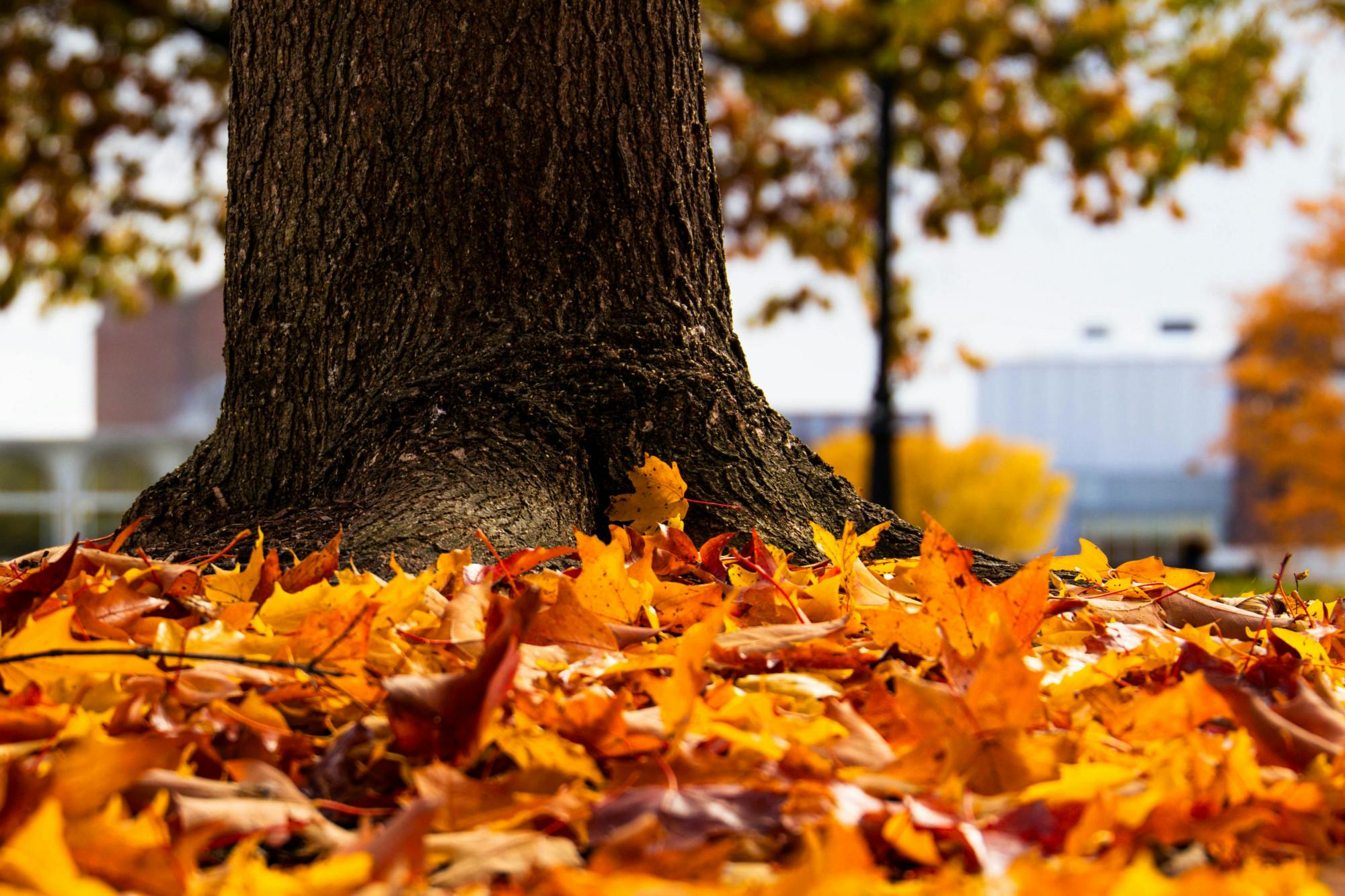 Photo Essay: Fall Foliage