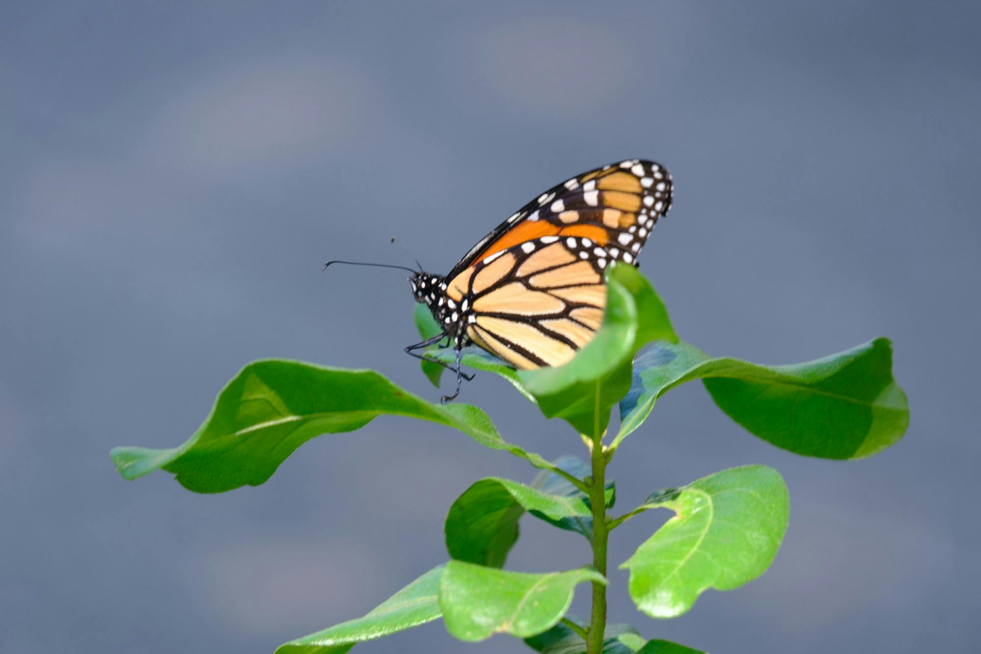 Photo Essay: Butterfly Migration