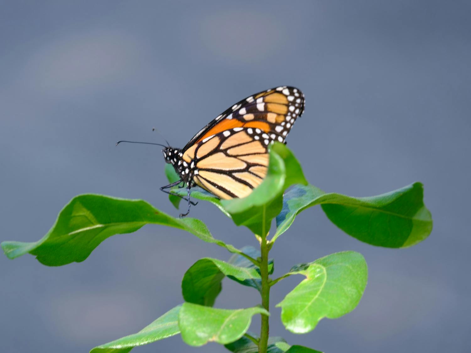 Photo Essay: Butterfly Migration