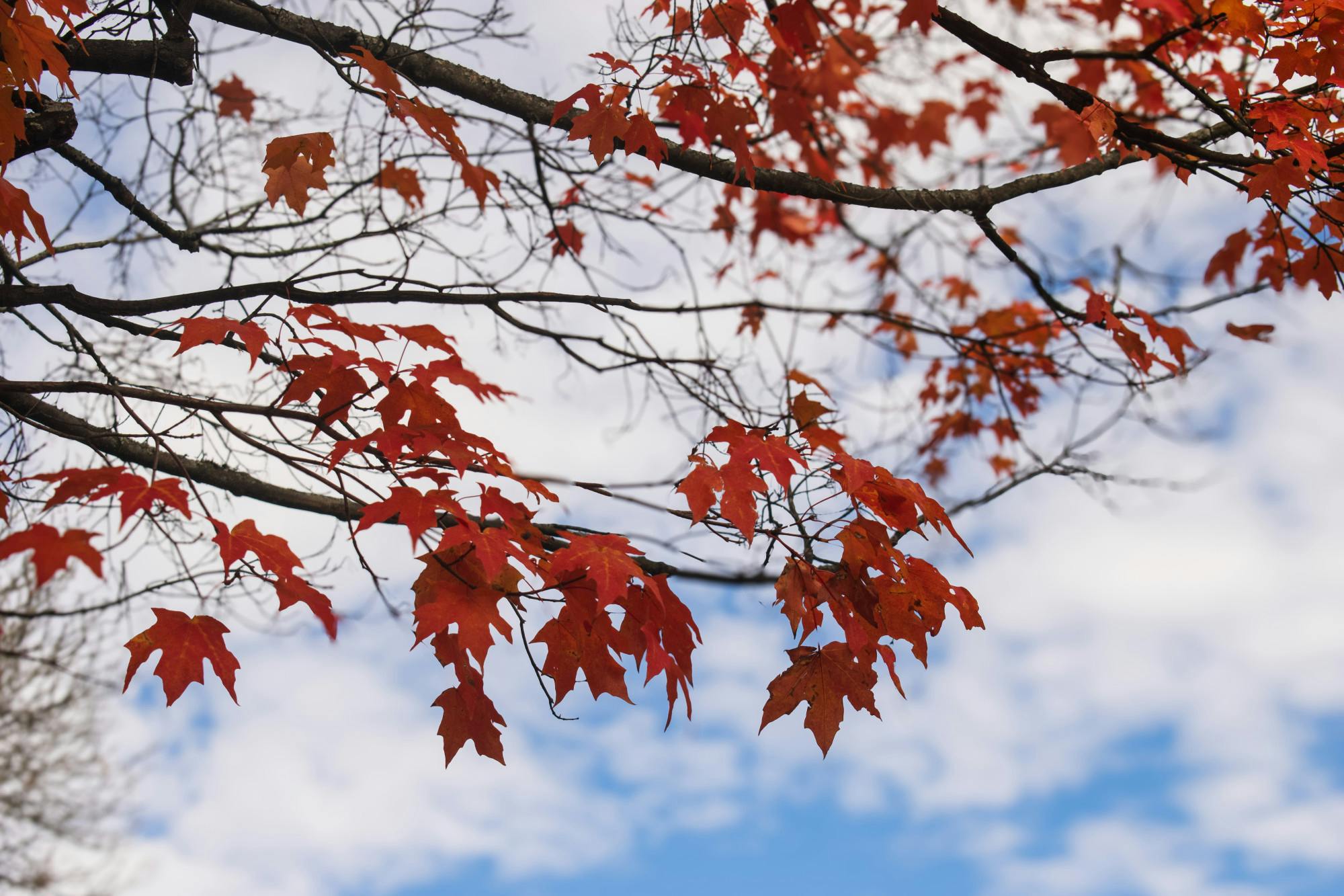 10-11-24_JoelShankar_LeafPeepers.jpg