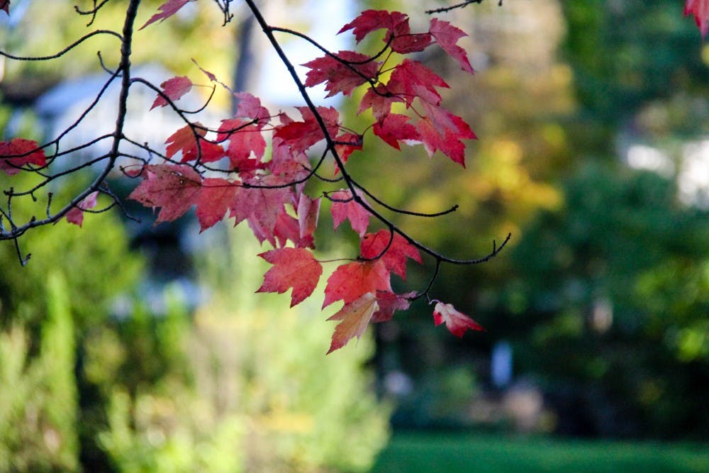 101918foliagealisonzeng