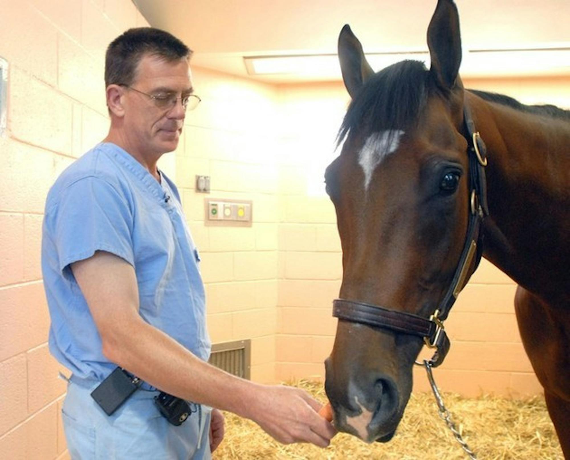 Dr. Dean Richardson feeds Barbaro a carrot as his horse begins recovery.