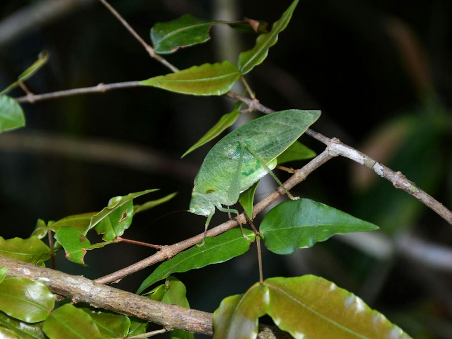 Researchers traveled to Panama to study katydids and how they evolved to survive in the ecosystem.