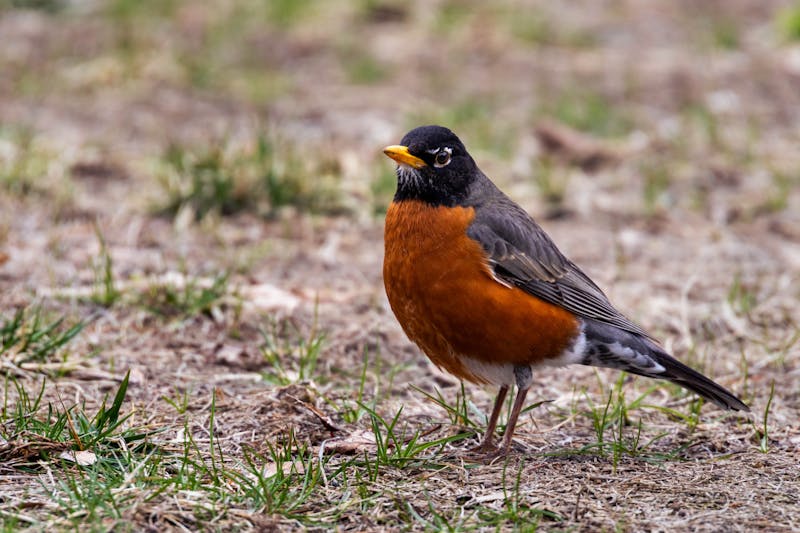 Changes to the Endangered Species Act will be ‘devastating’ to wildlife