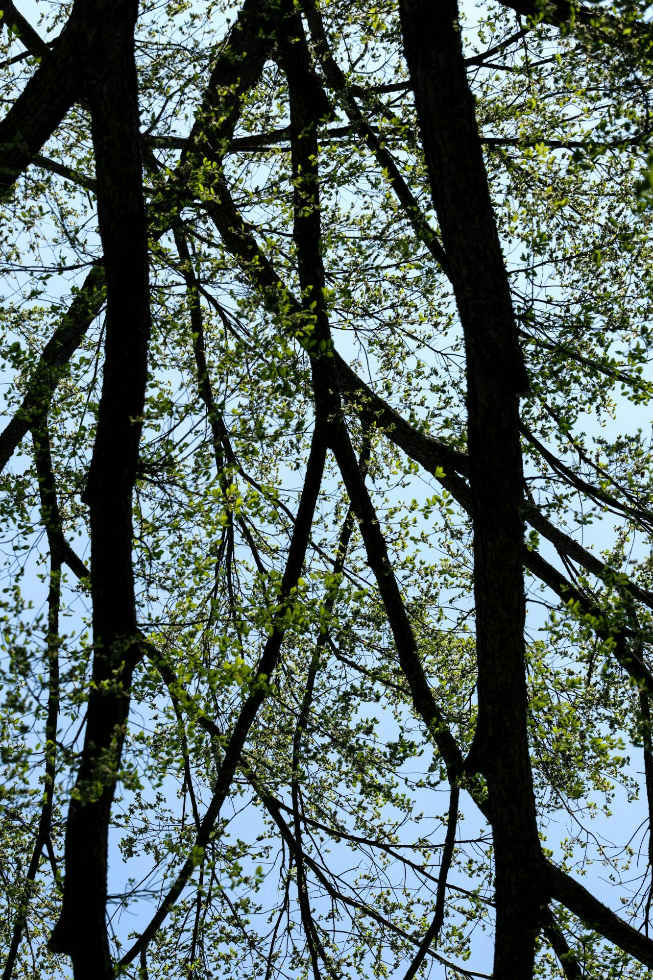 Photo Essay: Around The Green