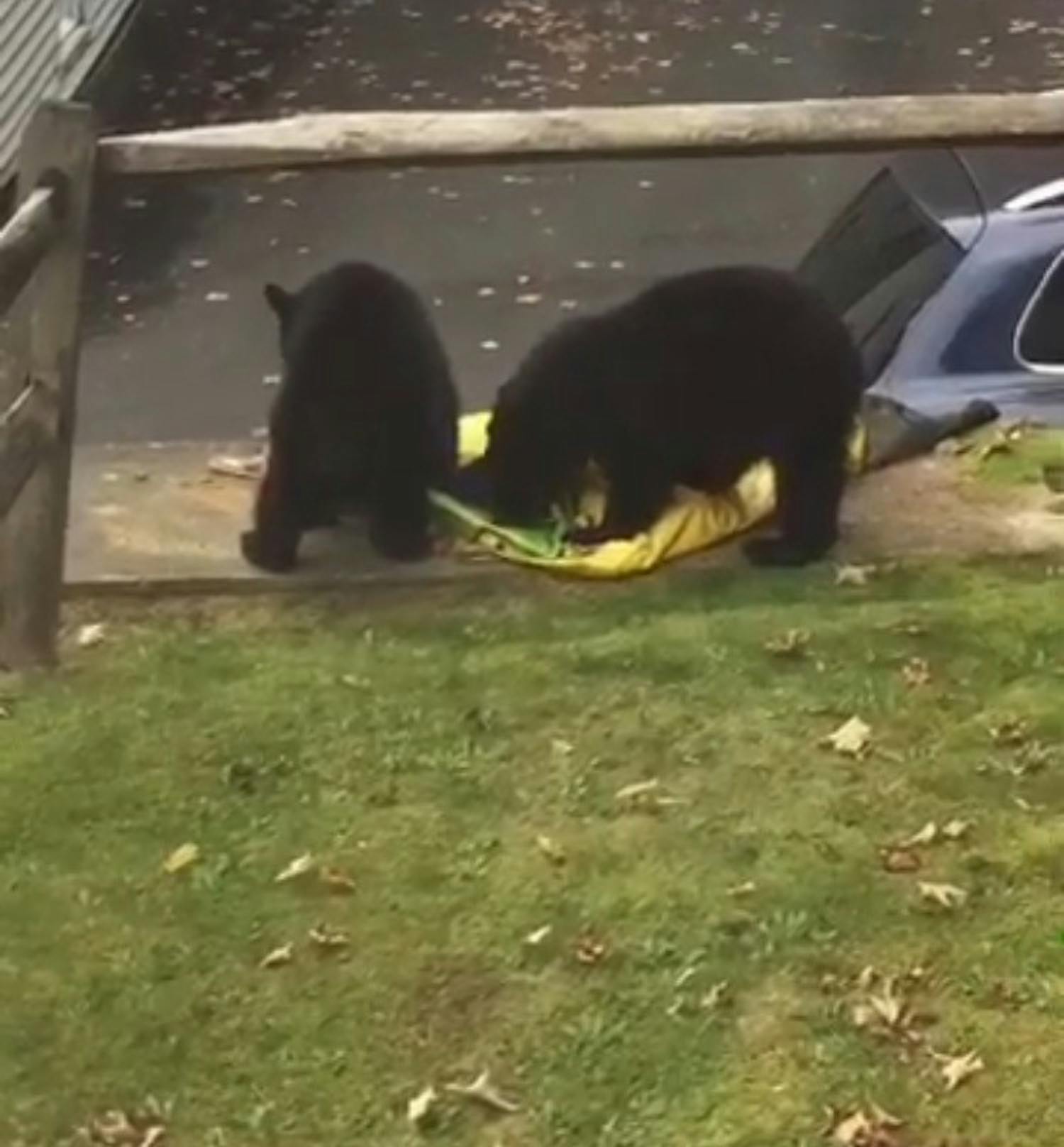 Two black bears were spotted close to campus