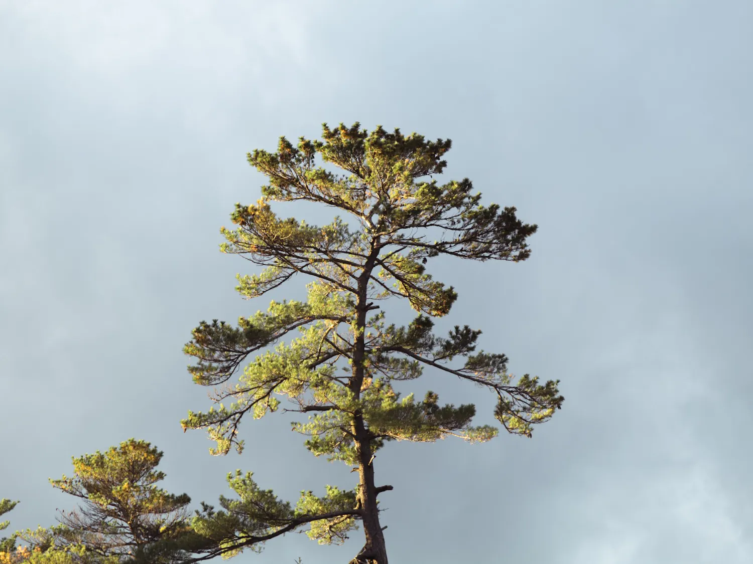 tree_TobinYates.jpg