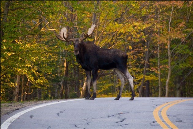 Eli Burakian '00, who released a photobook of Mt. Moosilauke last July, is one of several alumni artists who have made the Upper Valley their home.