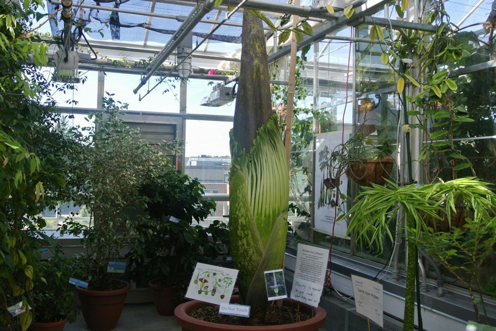 The corpse flower, which only blooms every six years, is supposed to bloom in the Life Sciences Greenhouse sometime soon.