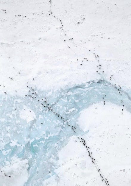 Subhankar Banerjee's photographs, which examine migration patterns of caribou, will be displayed in the 2012 Biennale of Sydney.