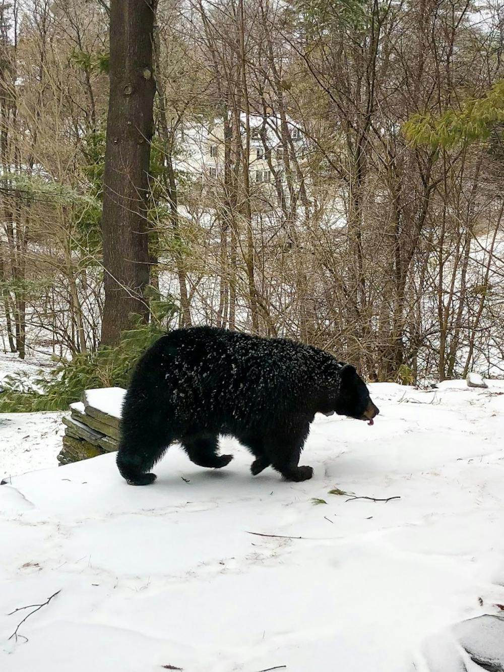 41918bearcourtesy