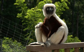 Jovian, pictured above, died at the age of 20 after starring as Zoboomafoo in the eponymous television show.