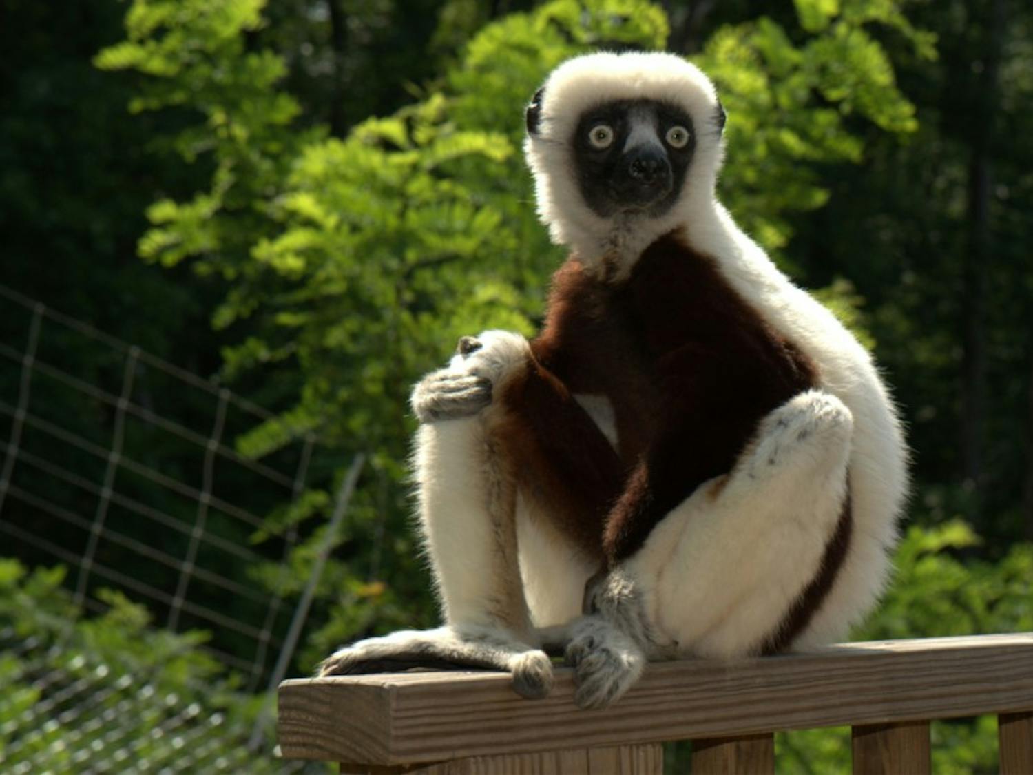 Jovian, pictured above, died at the age of 20 after starring as Zoboomafoo in the eponymous television show.