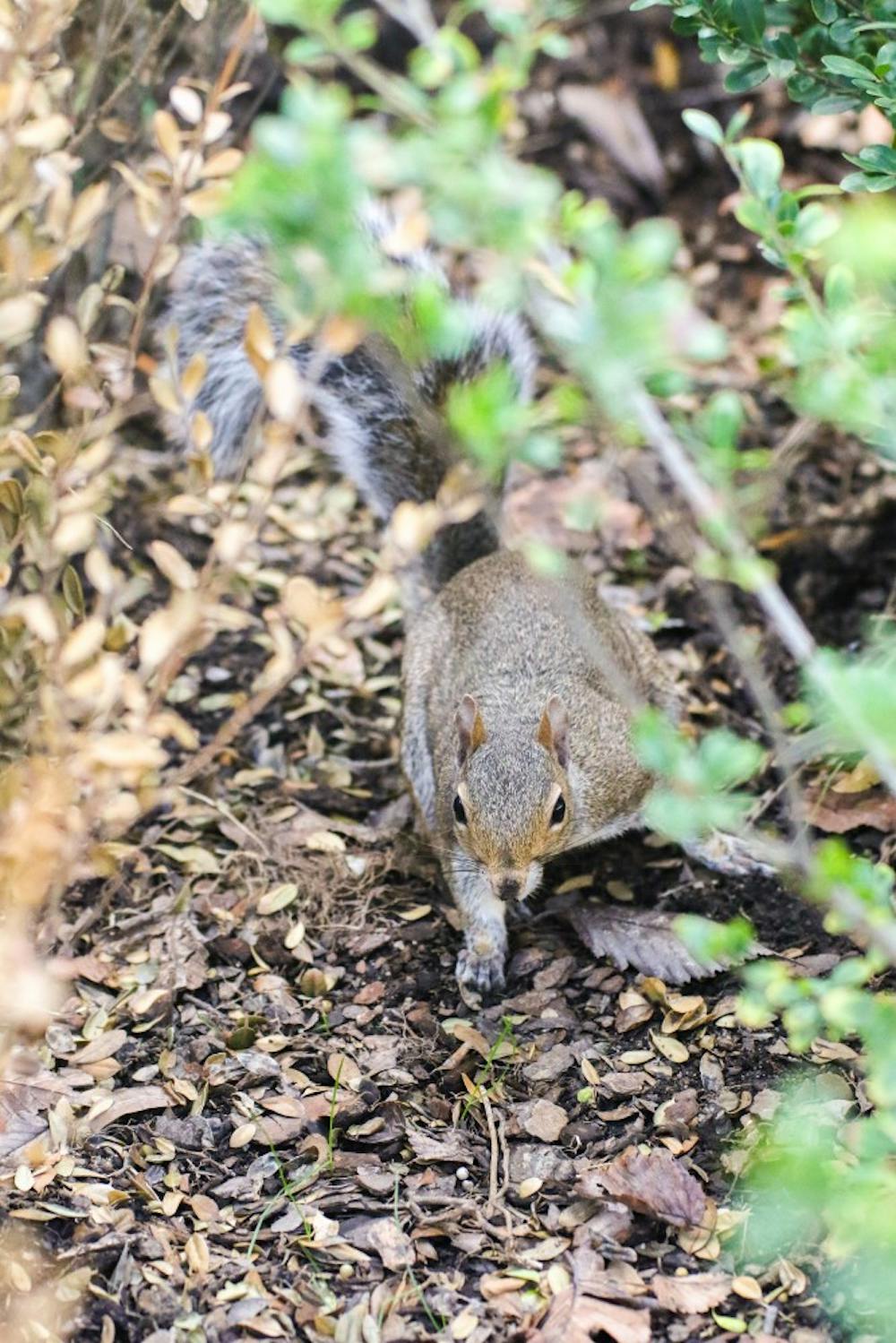 This squirrel was spotted in the hedges near West Union.