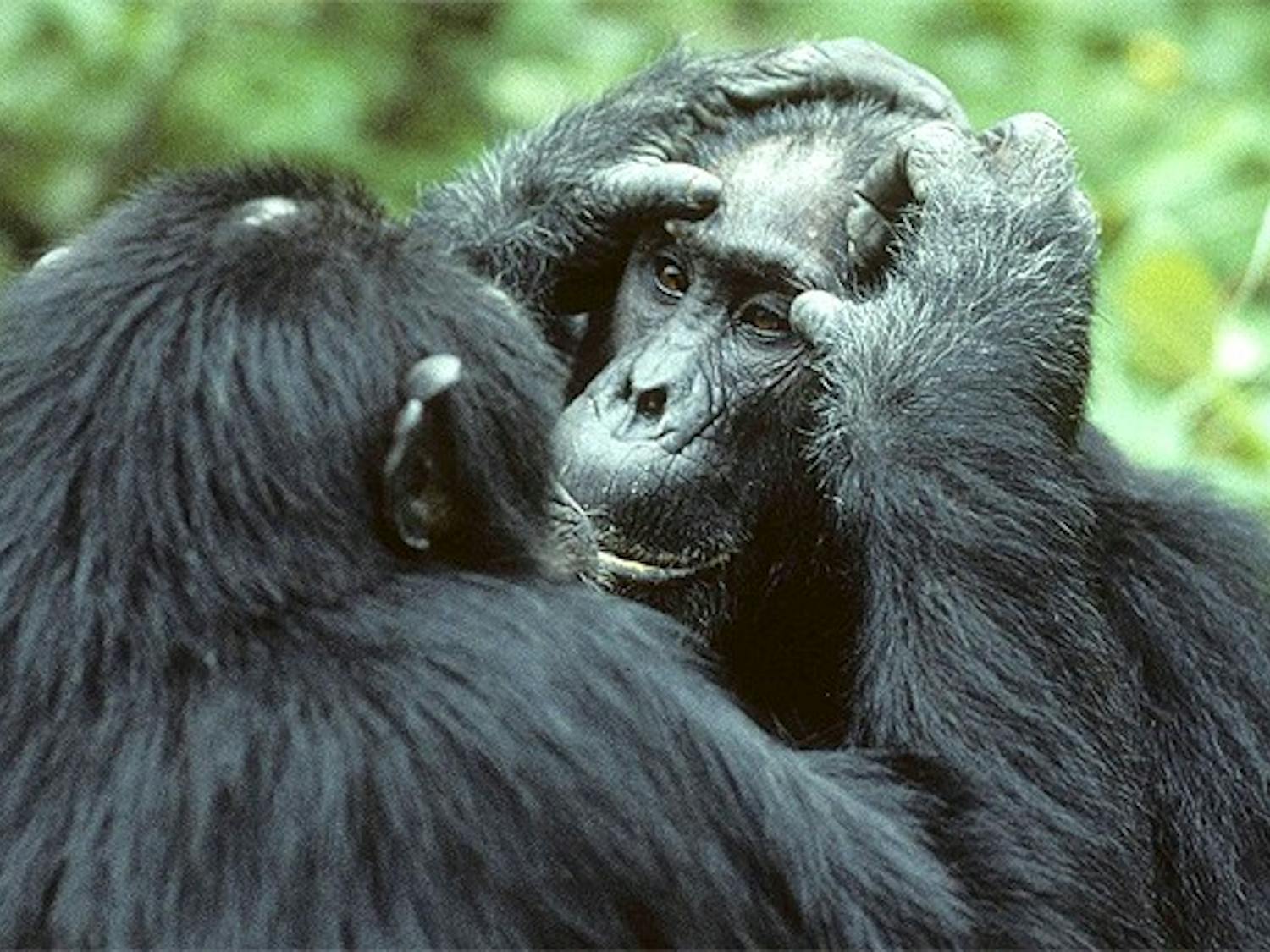 Two middle-aged male chimpanzees, who contributed to research on primate aging trends, groom each other in Tanzania’s Gombe National Park.