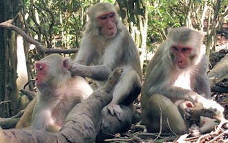 Duke researchers have found that rhesus macaques exhibit signs of friendship similar to humans.