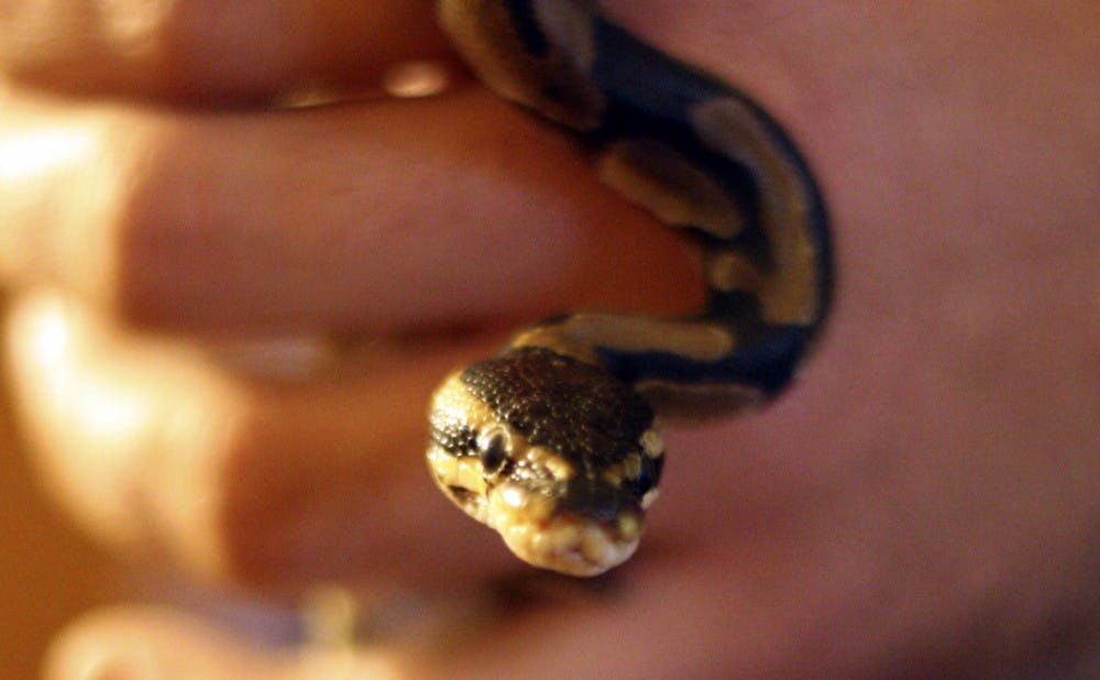 Buddah, a ball python, lives with its owner, senior Michael Rich,* in his Central Campus apartment.