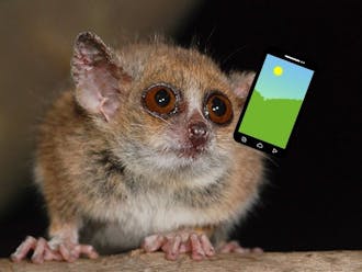 mouse lemur with phone.jpg