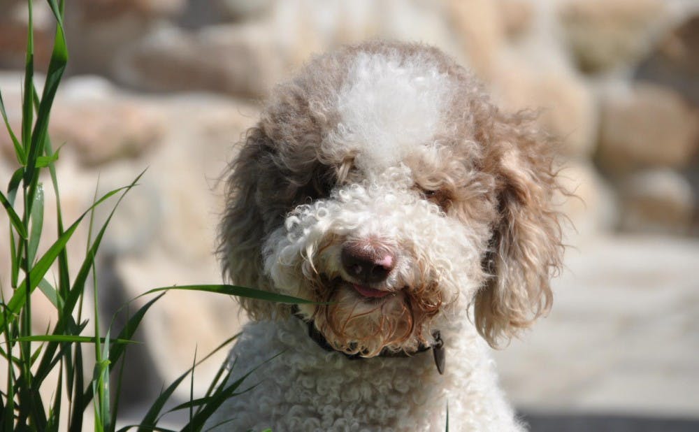Truffle dogs, such as the lagotto romagnolo pictured above, helped the researchers locate the pecan truffles.