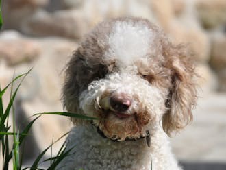 Truffle dogs, such as the lagotto romagnolo pictured above, helped the researchers locate the pecan truffles.