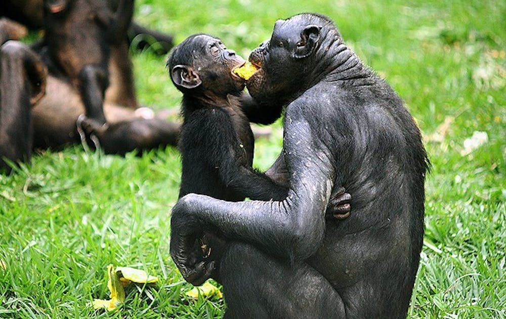 A recent Duke study found that bonobos share food with strangers, showing possible signs of altruism in one of humans’ closest relatives.