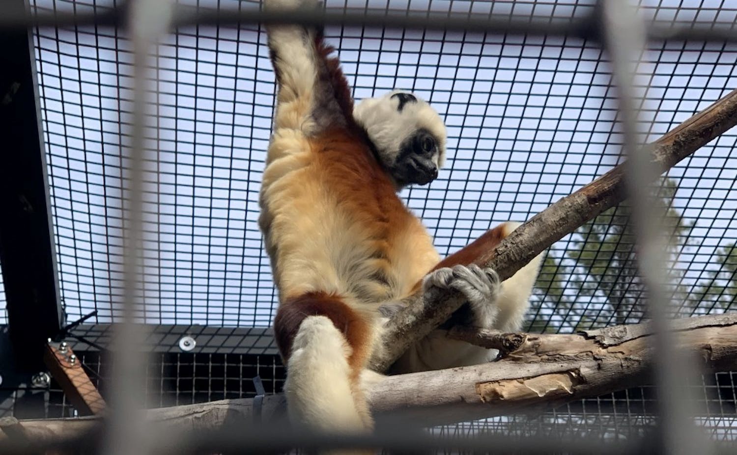 The Duke Lemur Center will open Friday after 14 months of closure.
