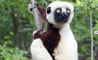 MorphoSource.org allows users to view and print 3D models of lemurs and other primates.