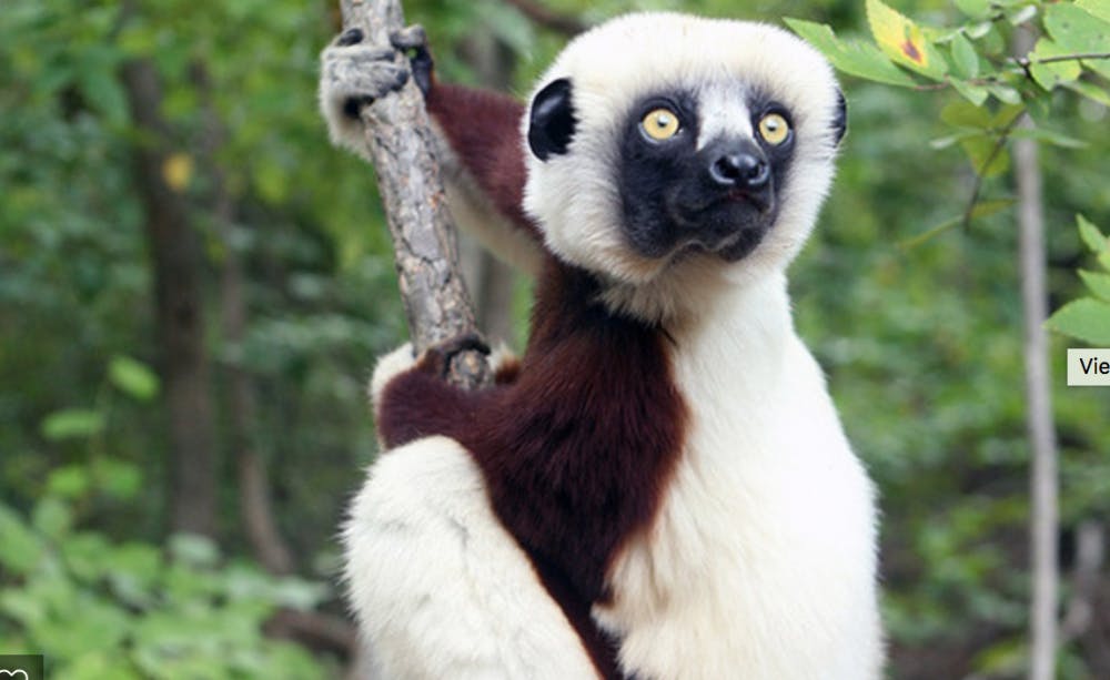 <p>MorphoSource.org allows users to view and print 3D models of lemurs and other primates.</p>