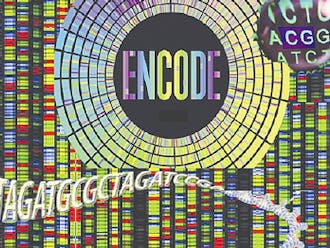 Researches from the ENCODE project—some of whom are Duke faculty—have found that some DNA strands previously thought to be “junk DNA” actually contain a significant amount of information.