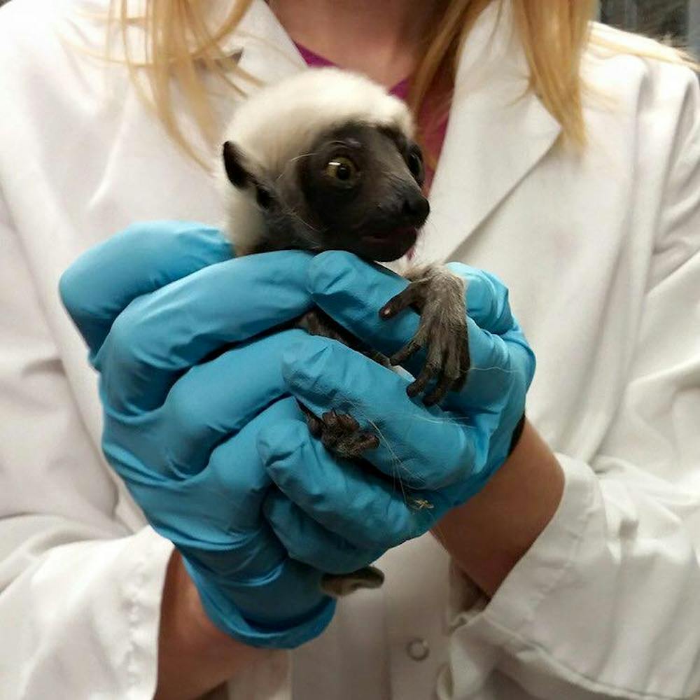 <p>Lemur Center staffers worked during last weekend’s snowstorm to deliver a baby Saturday.</p>