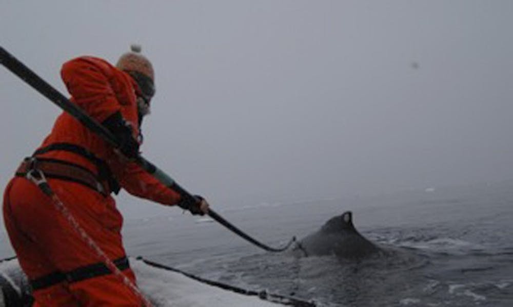 Duke Marine Lab researchers Doug Nowacek and Ari Friedlaender led an expedition to Antarctica to study humpback whale behavior this past summer.