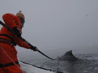 Duke Marine Lab researchers Doug Nowacek and Ari Friedlaender led an expedition to Antarctica to study humpback whale behavior this past summer.