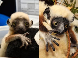 Didius, left, and Terence, right, are the newest lemurs at the DLC.