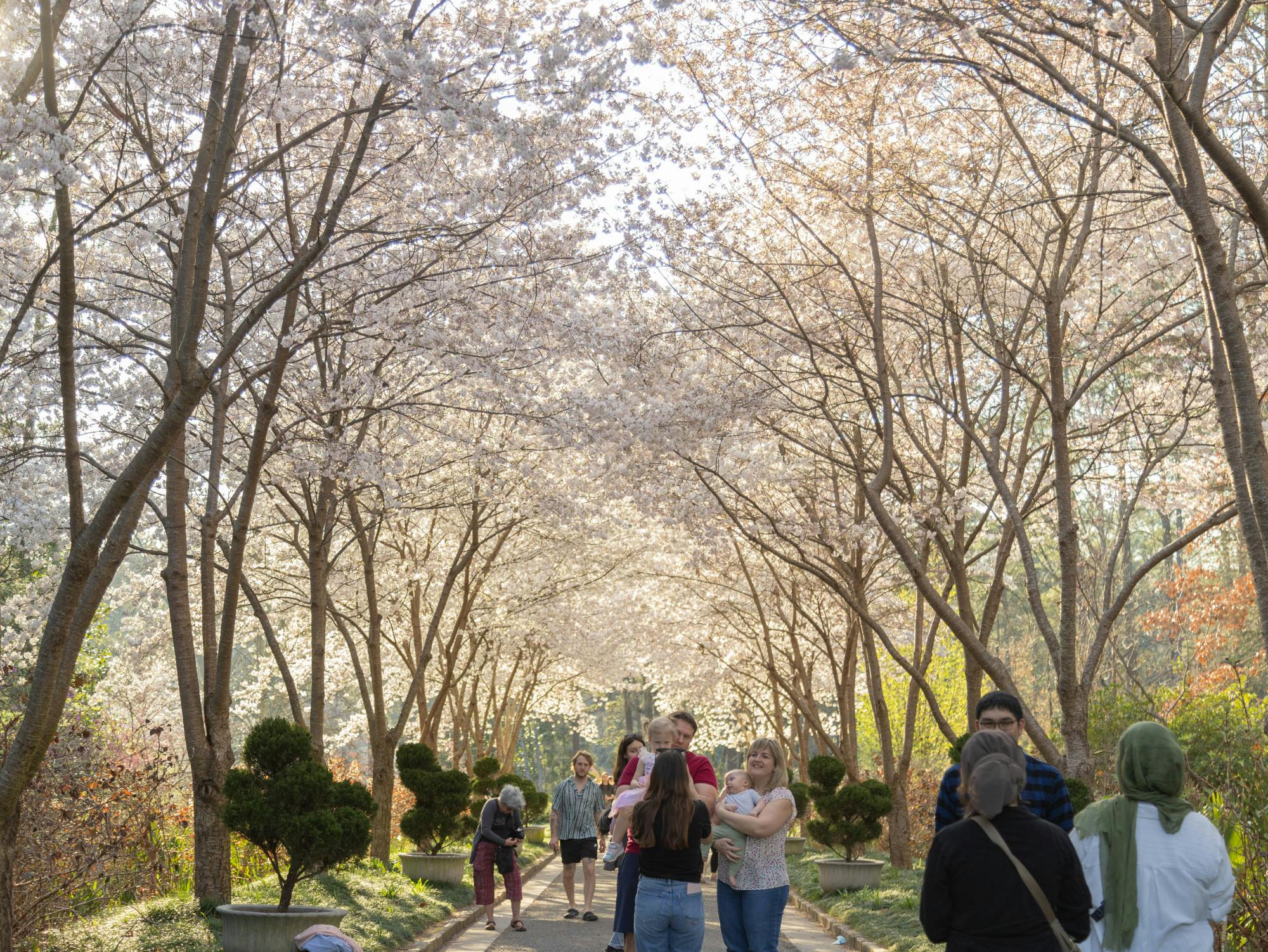 Duke Gardens breaks visitation record as cherry blossoms hit peak bloom ...
