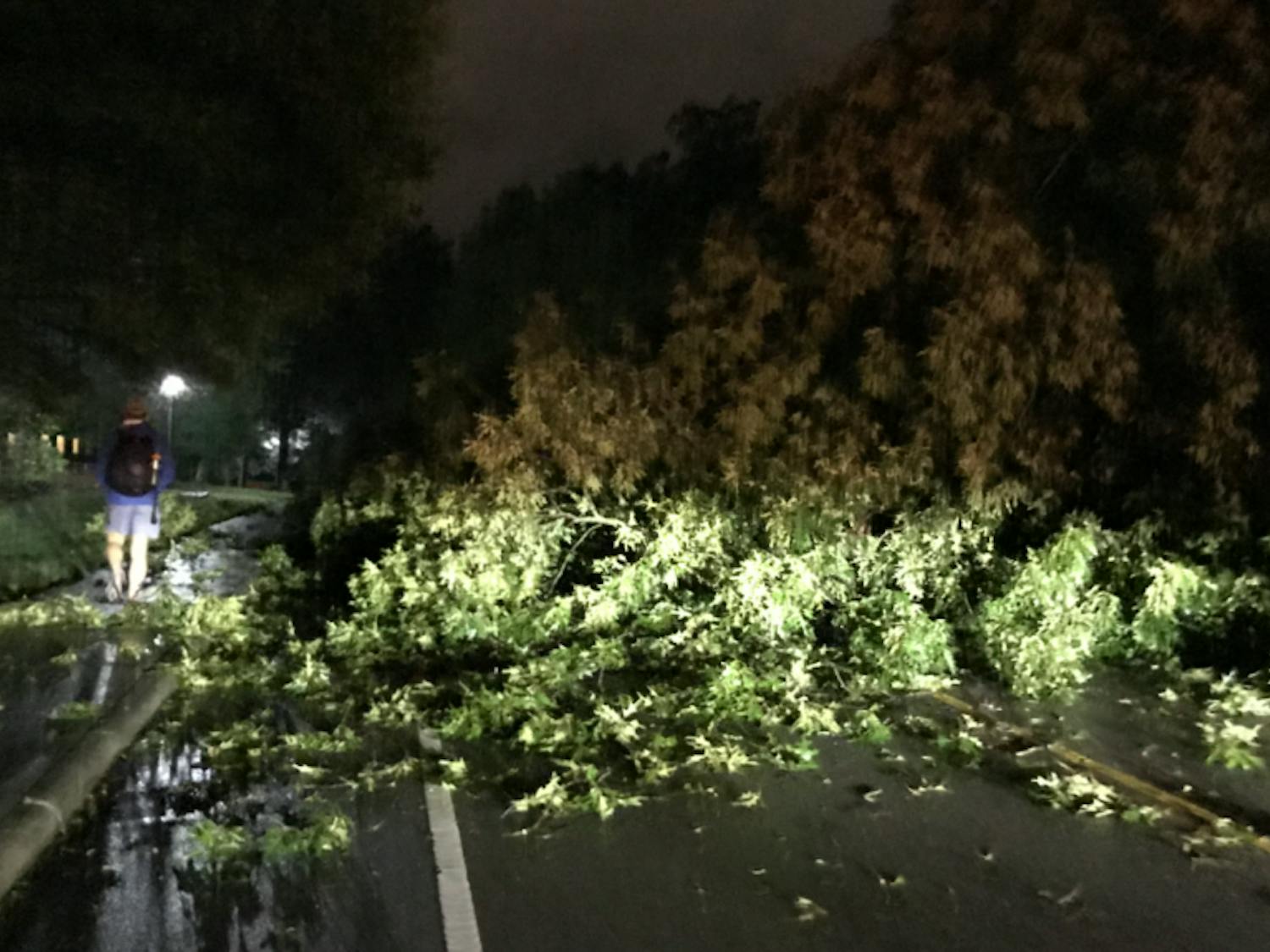 A fallen tree blocked Campus Drive Friday night. 