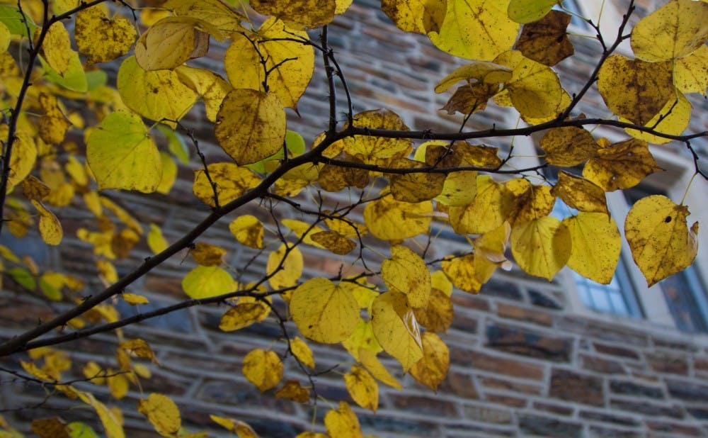 Yellow leaves stand out against the stone buildings of Duke.