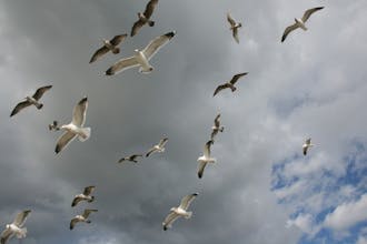 Everyday, seagulls eat at landfills and produce feces on land and water.