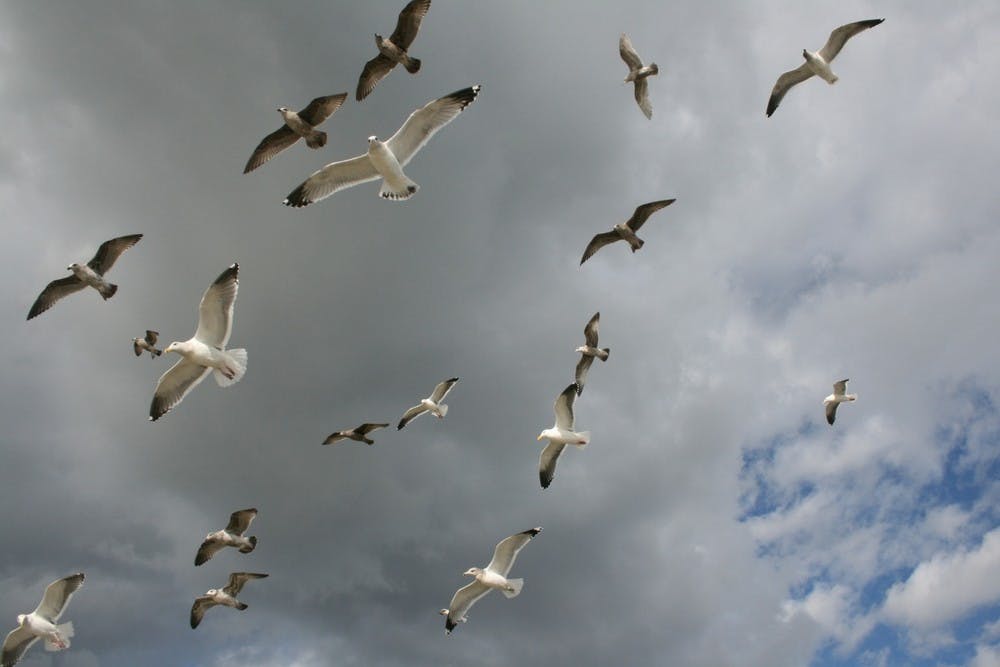 <p>Everyday, seagulls eat at landfills and produce feces on land and water.</p>