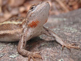Some animals' physical features&mdash;like the orange spots of&nbsp;female striped plateau lizards&mdash;are used to help them attract a mate.&nbsp;