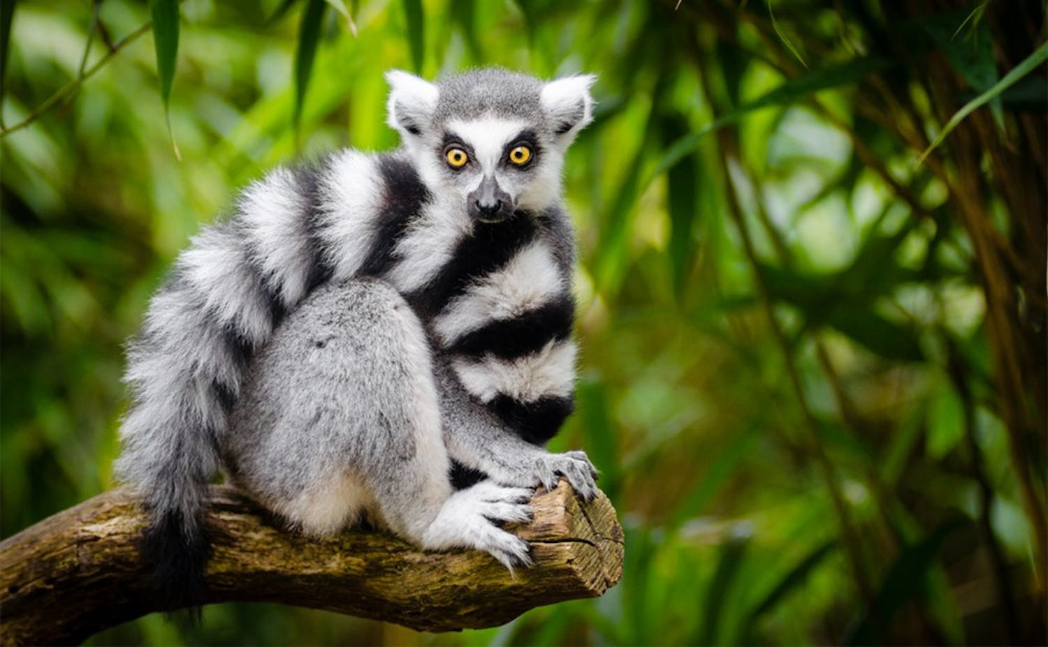 Habitat loss and hunting have caused the ring-tailed lemur population to decline.