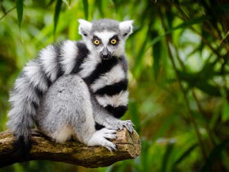 Habitat loss and hunting have caused the ring-tailed lemur population to decline.