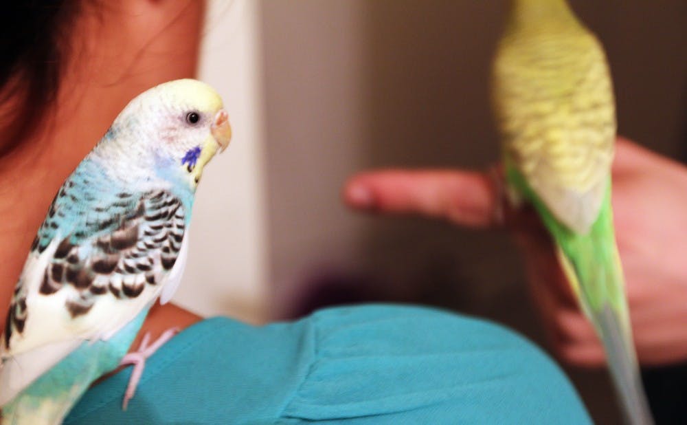 Archie (blue) and Wasabi (green) are two parakeets who lived on West and Central Campuses with Towerview Co-Editor in Chief Ashley Mooney. The birds now live with her off campus.